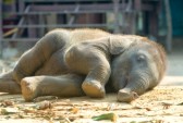 7963748-relax-calf-thai-elephant-ayutthaya-thailand