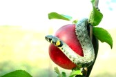 10525295-snake-on-a-red-apple