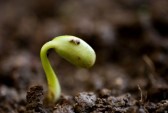 14176191-close-up-of-seedling-of-bean-growing-out-of-soil
